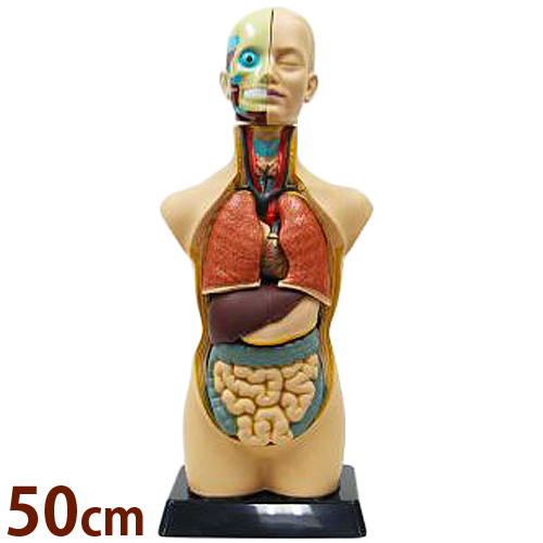 人体模型 全身 50cm 人体モデルキット ミニ おもちゃ 知育玩具 内蔵 頭