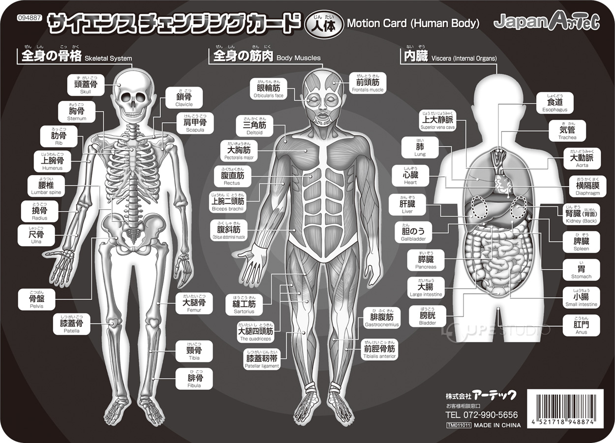 人体 サイエンスチェンジングカード 人体の学習 理科 教材 人体 体 骨格 筋肉 内蔵 理科 教材 学校教材 カード ルーペスタジオ