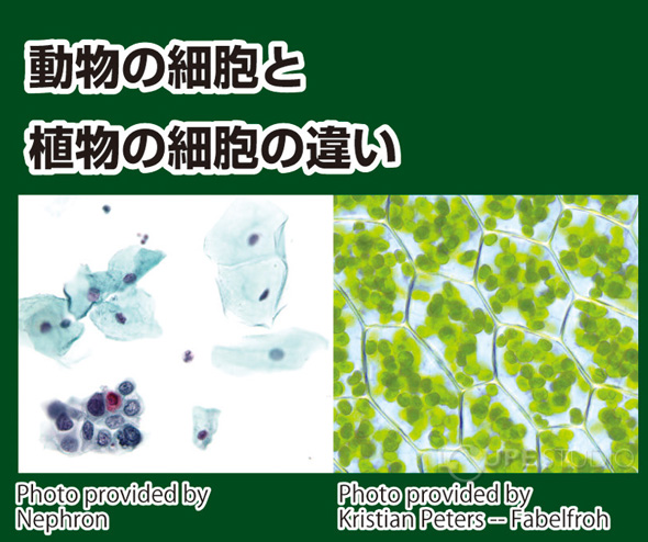 手作り細胞モデルキット アーテック 細胞 生物 理科 科学 小学生 学習 夏休み 宿題 自由研究 クリスマスプレゼント ルーペスタジオ