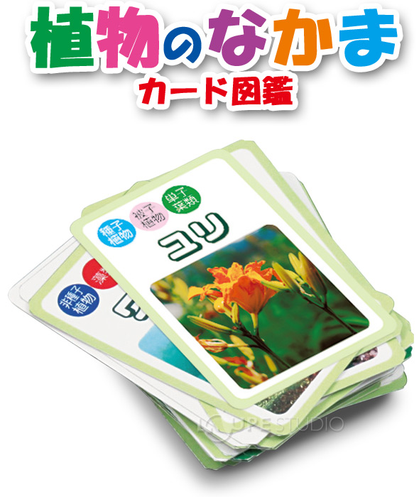 植物のなかまカード図鑑 アーテック 植物 図鑑 カード ゲーム 理科 科学 小学生 学習 夏休み 宿題 自由研究 クリスマスプレゼント ルーペスタジオ