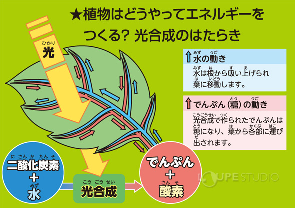 簡単 見える 光合成実験セット アーテック 光合成 観察 実験 理科 科学 小学生 学習 夏休み 宿題 自由研究 ルーペスタジオ