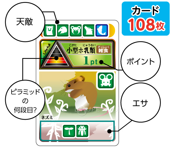 食物連鎖カードゲーム 理科 観察 工作 実験 小学生 学校教材 教材 学習 知育玩具 夏休み 宿題 自由研究 生態系 学習 勉強 カードゲーム 小学生 お受験 中学受験 学習教材 クリスマスプレゼント ルーペスタジオ