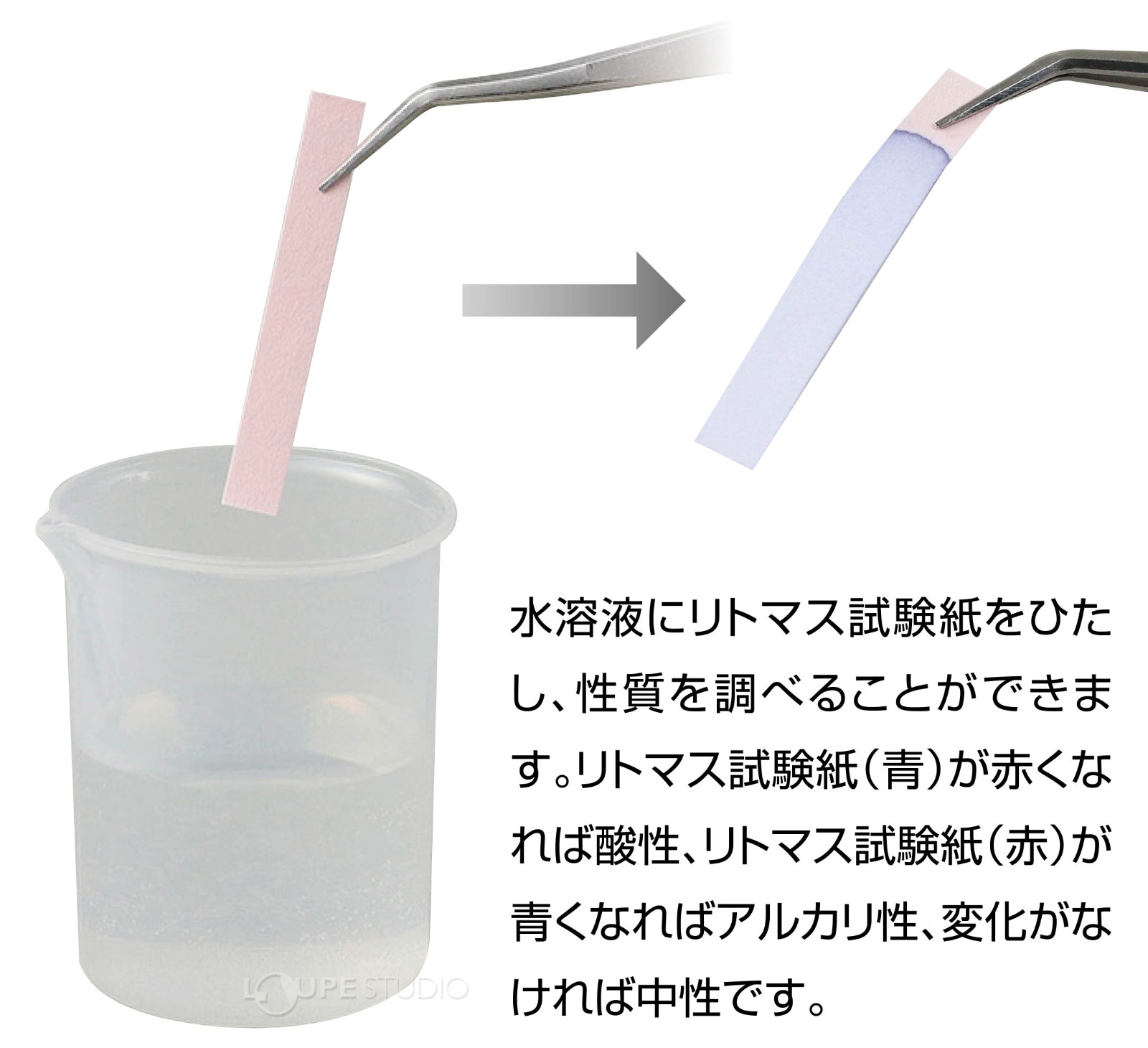 Sp リトマス試験紙 アーテック リトマス紙 リトマス試験紙 理科 実験 科学 学校 学校教材 クリスマスプレゼント ルーペスタジオ