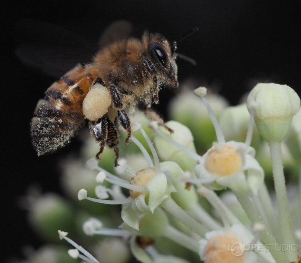 一眼レフ カメラ 交換レンズ 60mm F2.8 2倍 単焦点レンズ ウルトラ