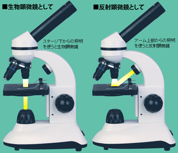 顕微鏡セット 子供 40倍 800倍 小学生 スマホ撮影セット 小学生 学習 2way マイクロスコープ 夏休み 自由研究 生物顕微鏡 10歳以上 ルーペスタジオ